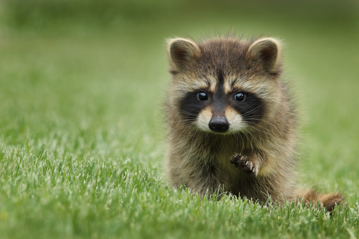 Signs That Raccoons Are Living Under Your Porch