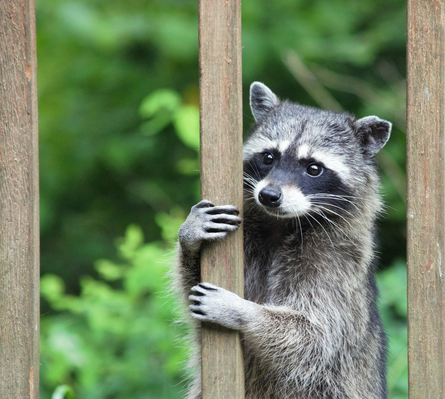 Why Humane Trapping Is Essential For Wildlife Control