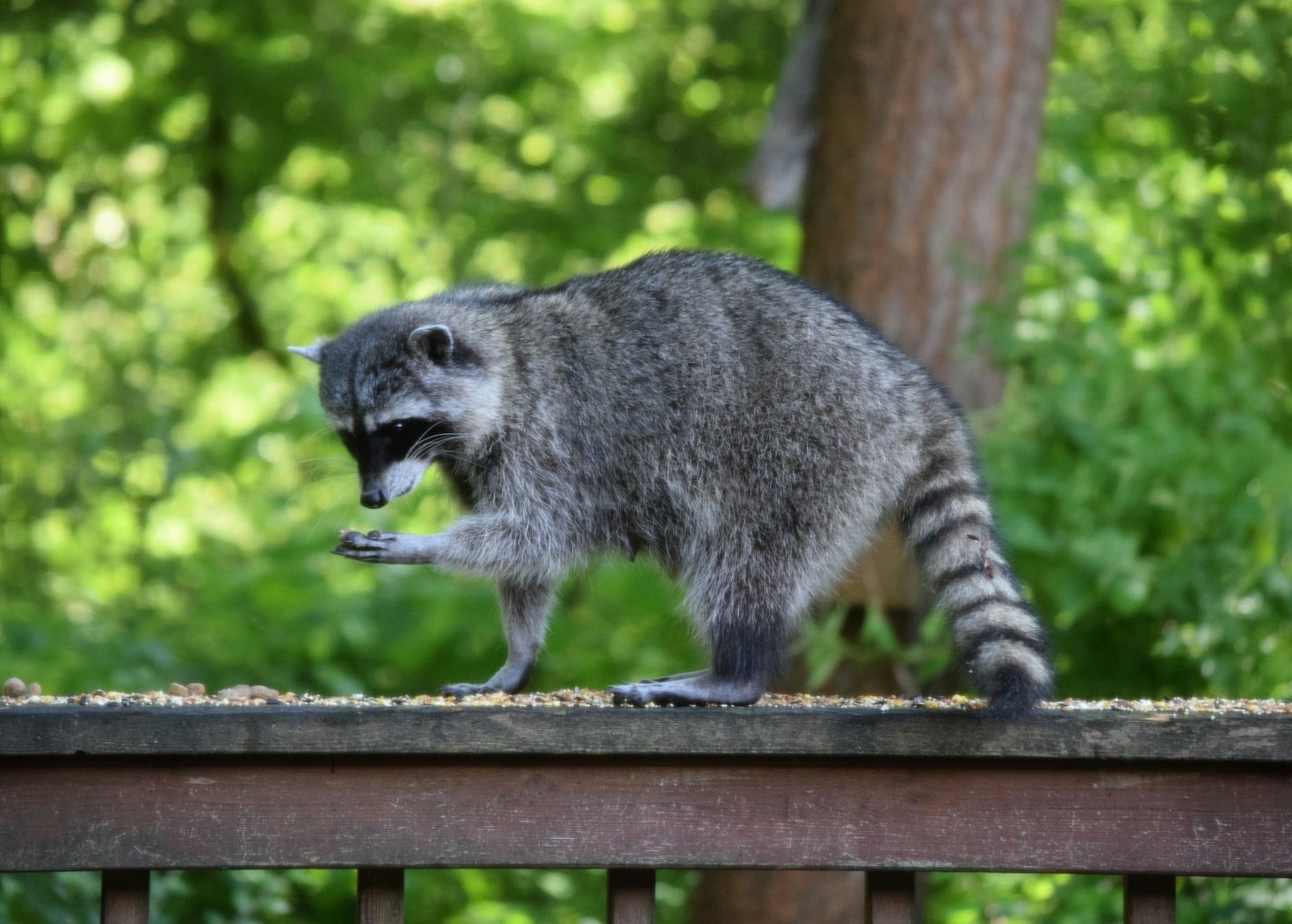 Understanding The Habits Of Common Blairsville Pests