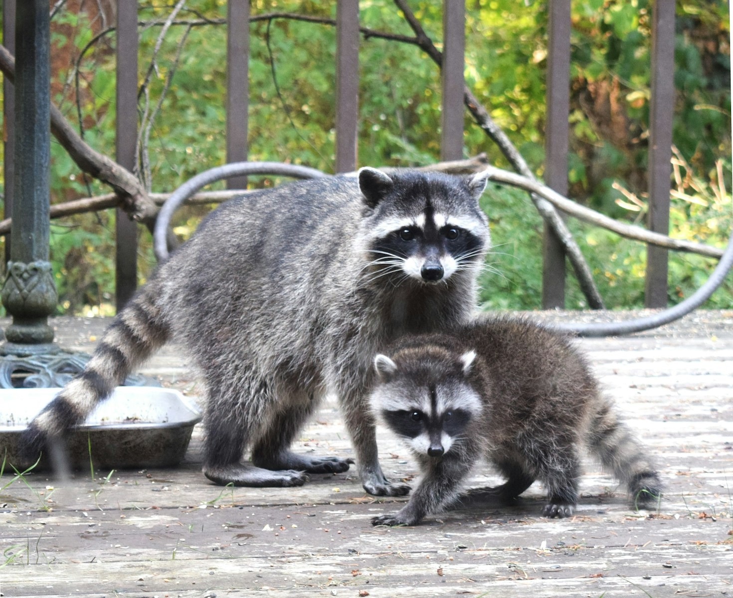 What To Do During A Pest Emergency