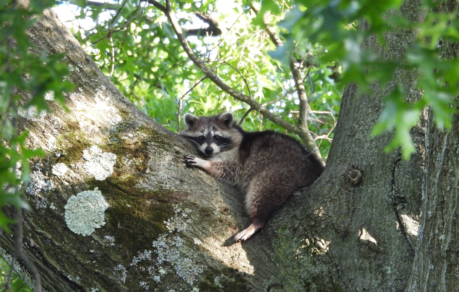 Natural Methods For Deterring Skunks From Gardens